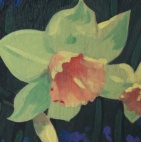 Daffodils of Every Color in the Rainbow